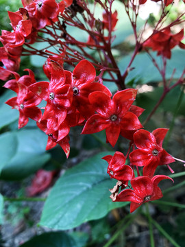狀元紅網(wǎng)，揭秘4987精準(zhǔn)資料的秘密，狀元紅網(wǎng)揭秘，精準(zhǔn)資料4987背后的秘密
