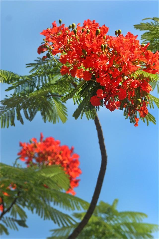 狀元紅，揭秘4987最準(zhǔn)最快的秘密武器，狀元紅，揭秘最準(zhǔn)最快的秘密武器 4987