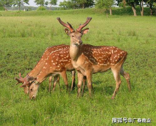 最新版本的6566cc澳彩資料大全介紹及特色功能解析，最新6566cc澳彩資料大全介紹與特色功能深度解析