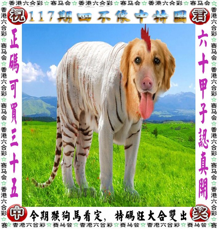 王中王四不像一肖論壇，探索神秘論壇的世界，王中王四不像一肖論壇，神秘論壇世界的探索之旅