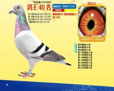 王中王四馬一肖，探尋背后的故事與奧秘，王中王四馬一肖，背后的故事與奧秘探尋