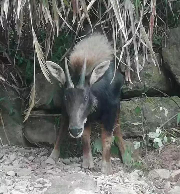 四不像王中王必出一肖篤，揭秘生肖運勢與神秘預(yù)測之謎，揭秘生肖運勢與神秘預(yù)測，四不像王中王必出一肖篤探秘生肖運勢之謎