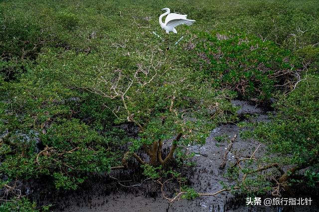 茂密森林中的王者——探尋王中王一肖的神秘魅力，森林王者揭秘，一肖的神秘魅力探尋