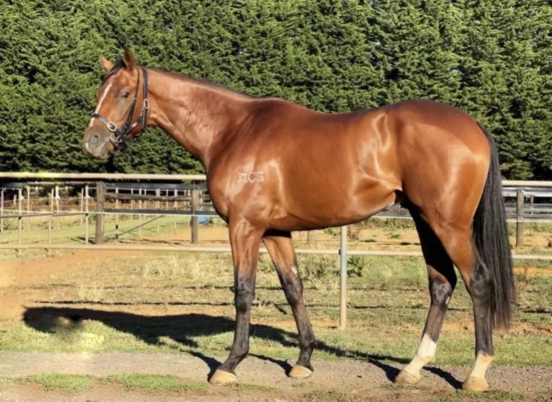 今晚澳門特馬開什么？今晚四不像的探討，今晚澳門特馬開彩結(jié)果及四不像探討