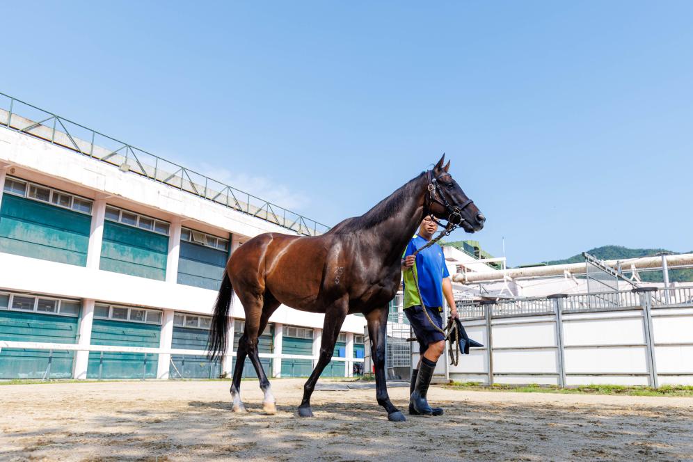 香港賽馬，77777與88888的激情碰撞，香港賽馬盛宴，激情碰撞的77777與88888對(duì)決