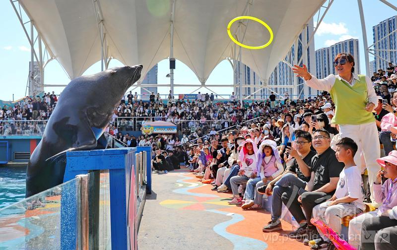 新澳2025今晚開獎結(jié)果揭曉，期待與驚喜并存，新澳2025今晚開獎結(jié)果揭曉，期待與驚喜交織的時刻