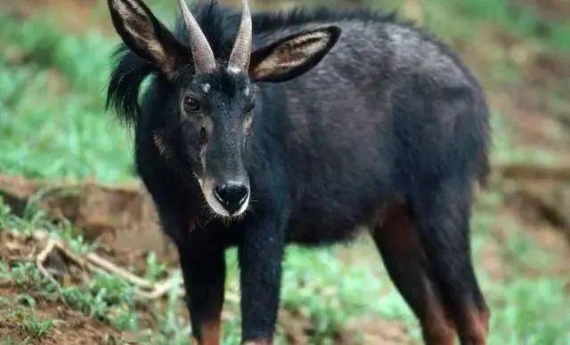 揭秘劉伯溫的四不像猜一肖之謎，劉伯溫四不像猜肖之謎揭秘