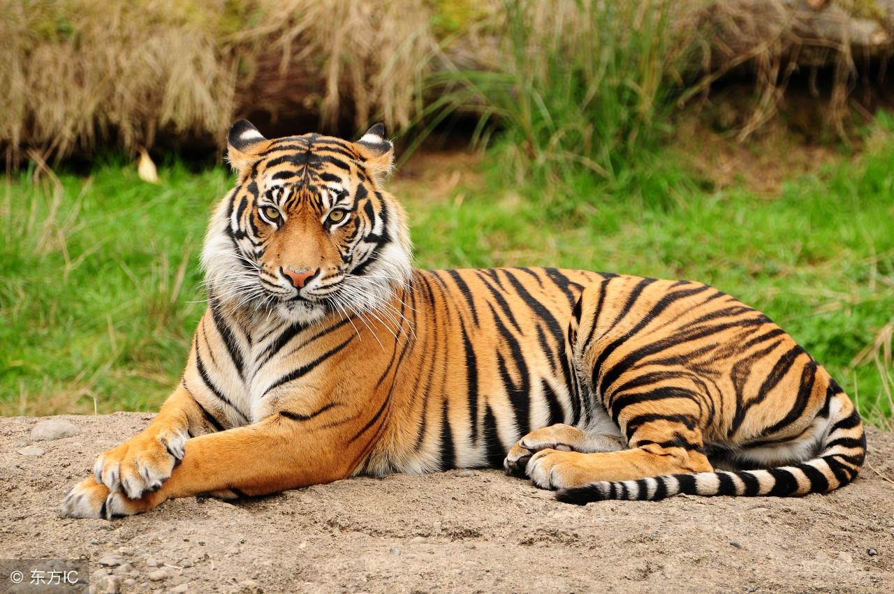 王中王指一生肖——探尋生肖文化中的特殊含義，生肖之王，探尋生肖文化中的特殊含義