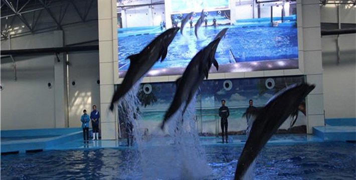 合肥海洋館門票價(jià)格詳解，合肥海洋館門票價(jià)格全面解析