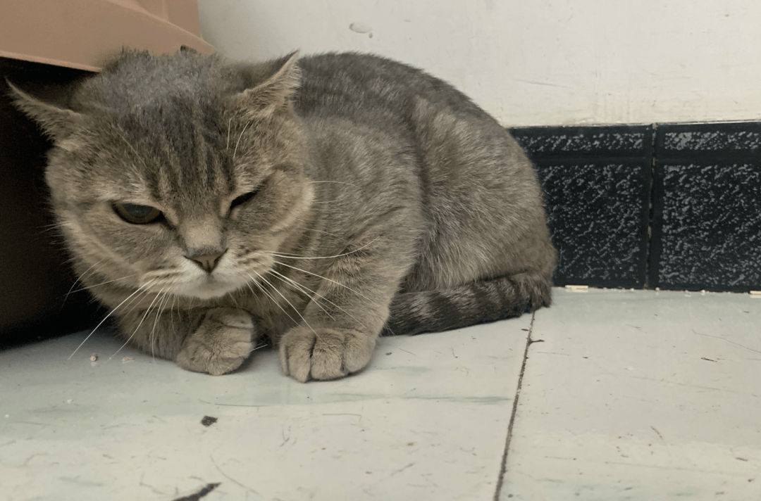 澳門一碼一肖一待一中四不像——揭開神秘面紗下的真相，澳門神秘事件揭秘，一碼一肖一待一中四不像真相探索