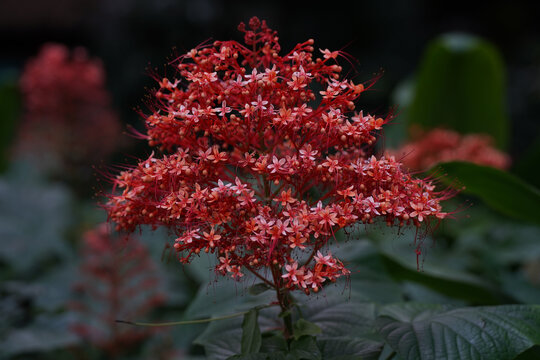 狀元紅，揭秘4987最快鐵算資料背后的秘密，狀元紅背后的秘密，揭秘最快鐵算資料4987的神秘面紗