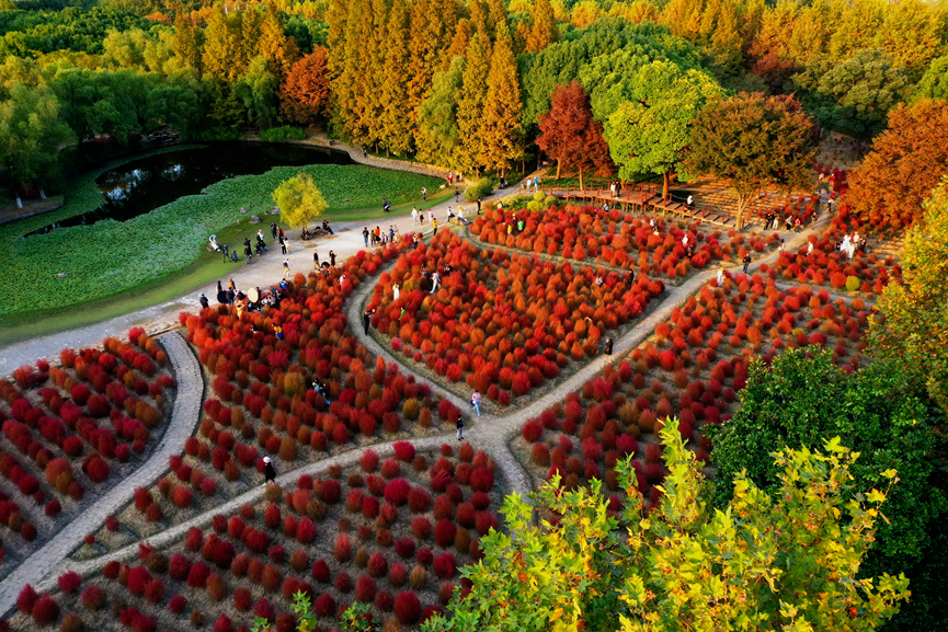 上海世紀(jì)公園門(mén)票免費(fèi)，探索城市綠洲的絕佳去處，上海世紀(jì)公園，免費(fèi)探索城市綠洲的絕佳去處